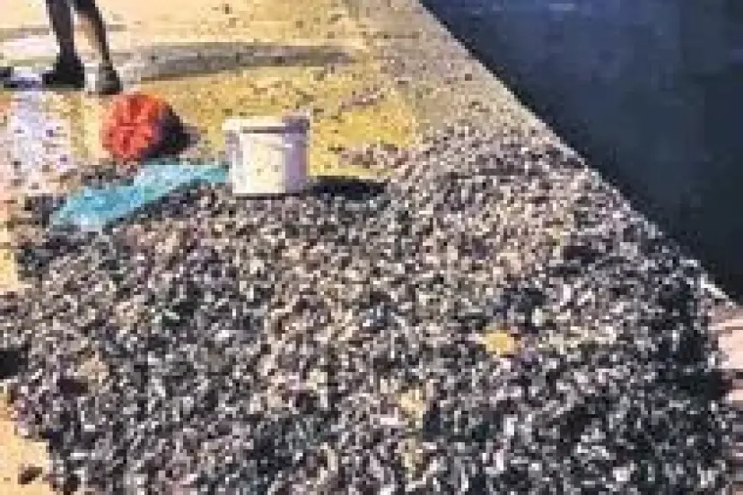 Dikkat! Midye denizin çöp kutusudur!